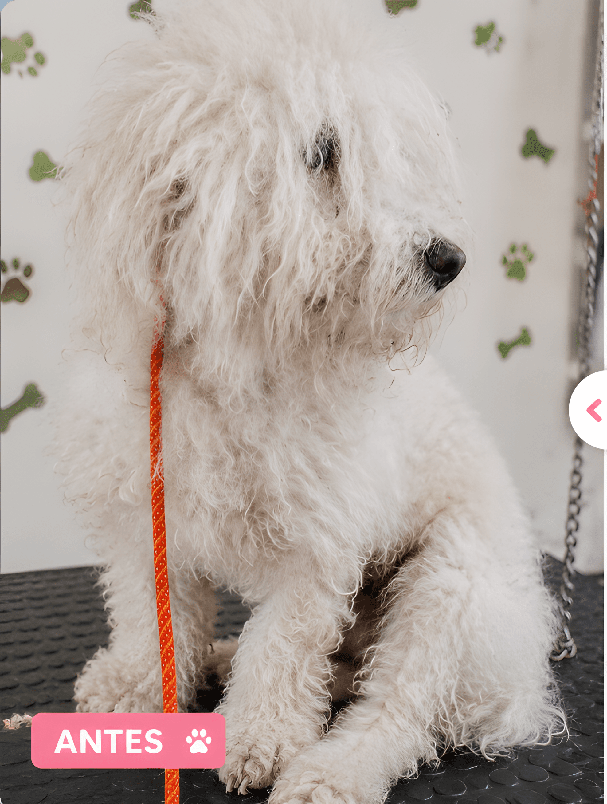Perro antes de su sesión de peluquería, con el pelo largo y enredado