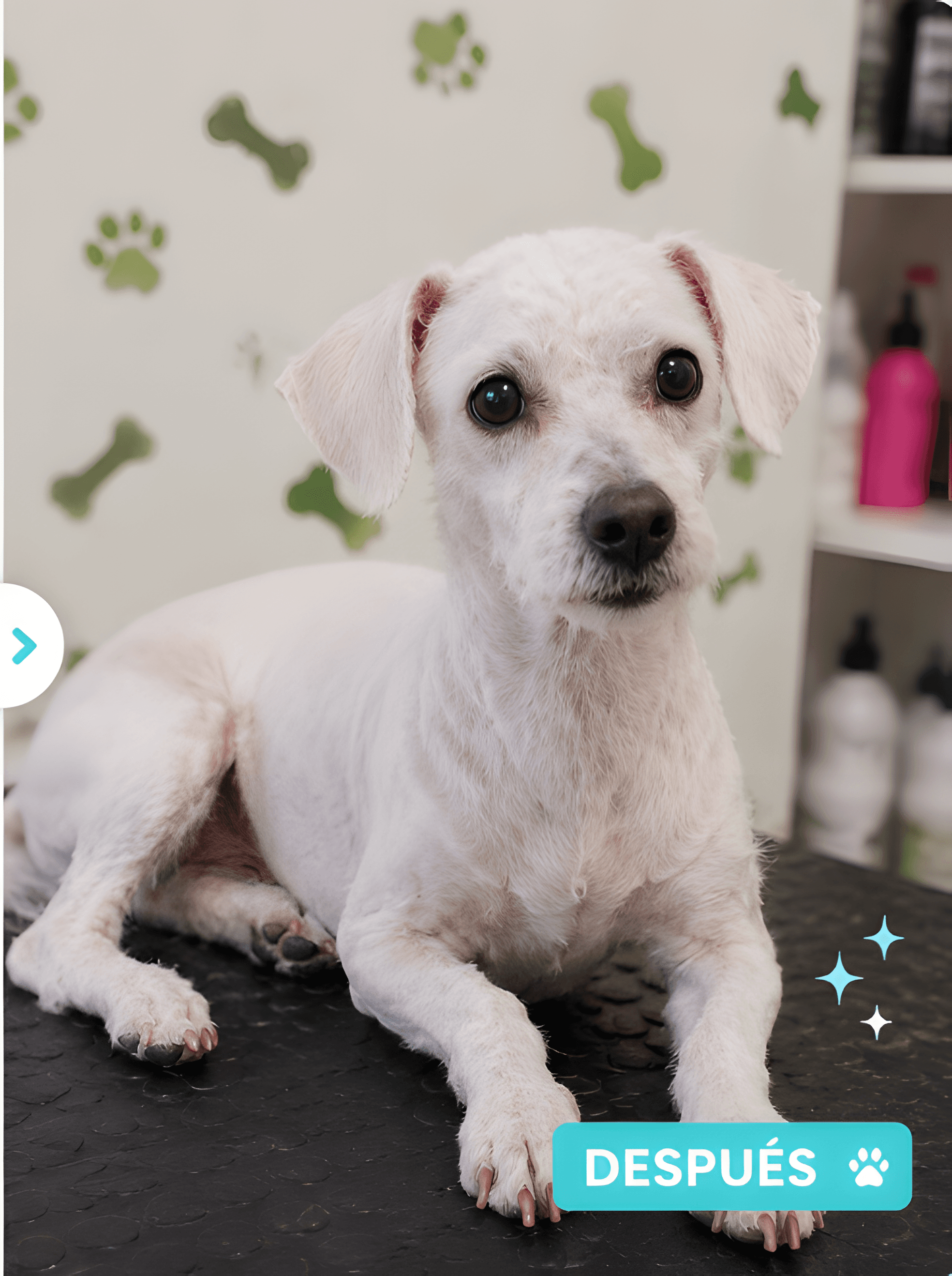 El mismo perro después: limpio, con corte parejo y feliz