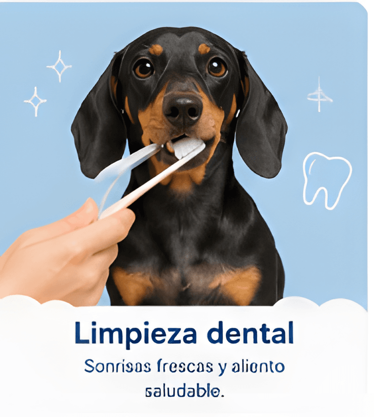 Limpieza dental — sonrisas frescas y aliento saludable
